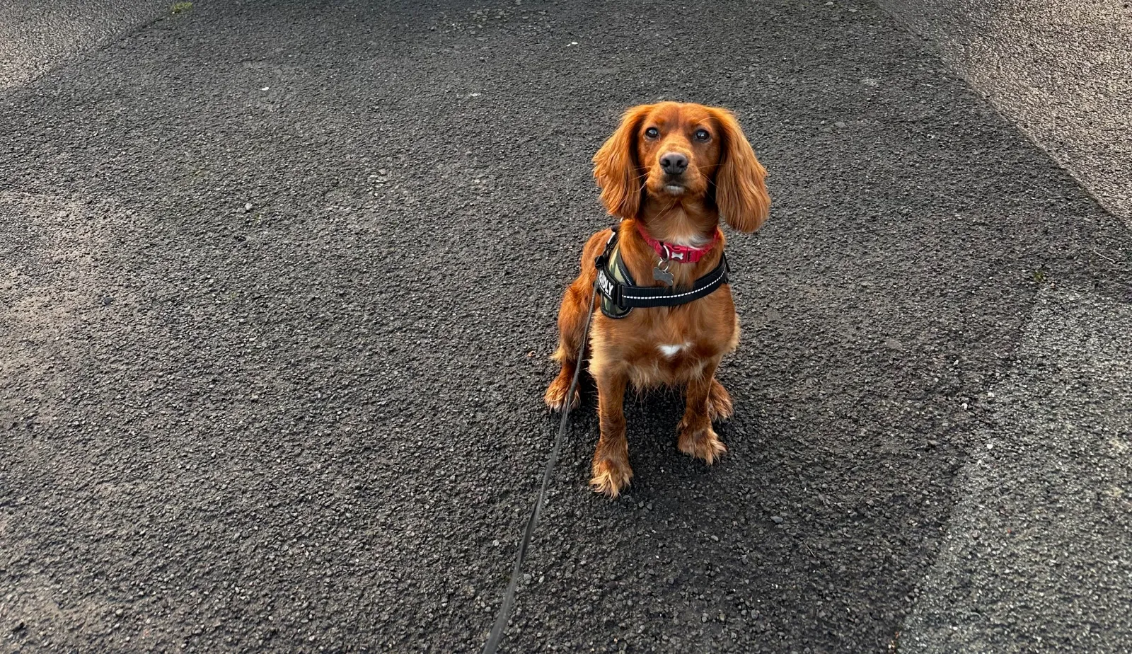 The aforementioned spaniel, how could I leave that face?